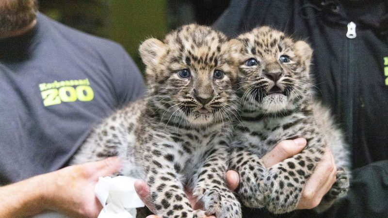 Two young Amur leopard cubs with dense spotted coats lying close together