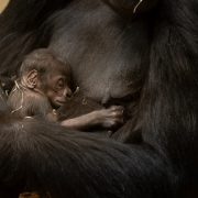 A western lowland gorilla holding a very small infant