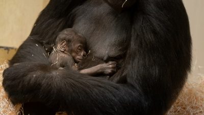 A western lowland gorilla holding a very small infant
