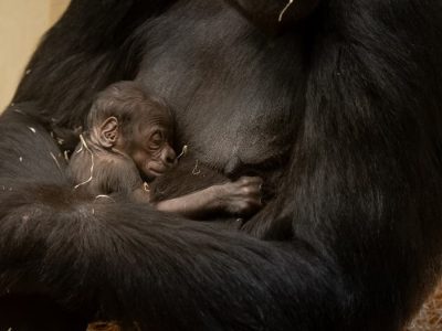 A western lowland gorilla holding a very small infant