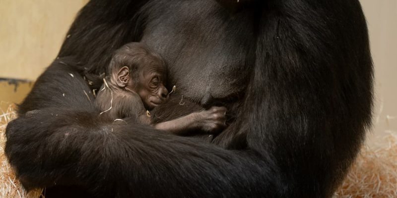 A western lowland gorilla holding a very small infant