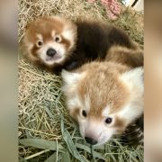 Two young red panda cubs lying together in a nest box