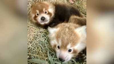 Two young red panda cubs lying together in a nest box