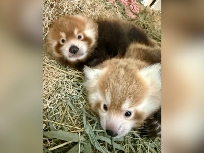 Two young red panda cubs lying together in a nest box