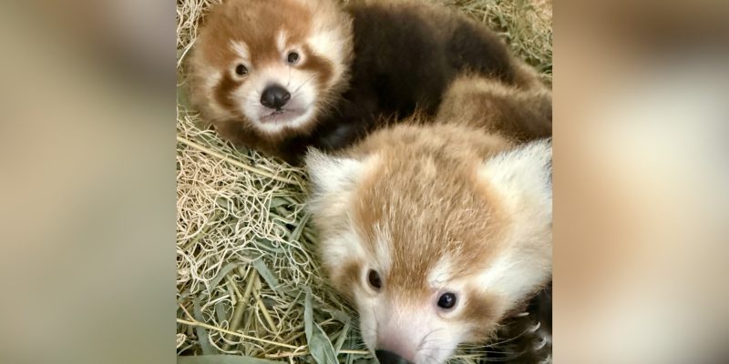 Two young red panda cubs lying together in a nest box