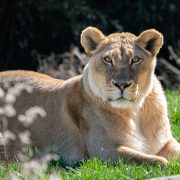 An African lion looking directly at the camera