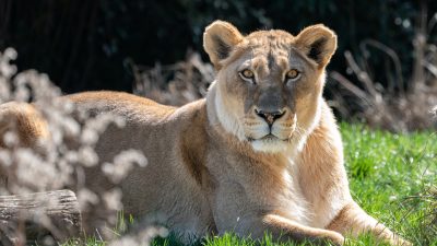 An African lion looking directly at the camera