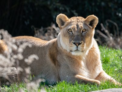 An African lion looking directly at the camera
