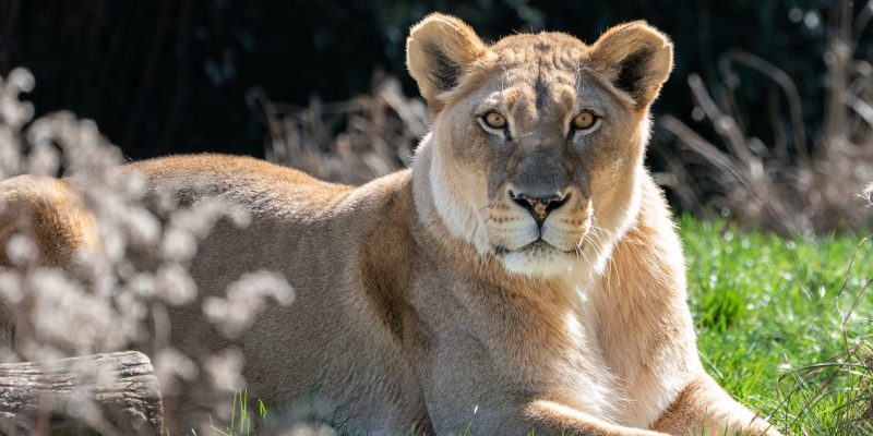 An African lion looking directly at the camera