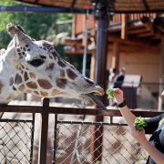 A guest hand-feeding a giraffe over a barrier at the zoo