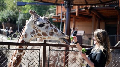 A guest hand-feeding a giraffe over a barrier at the zoo