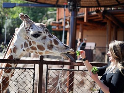A guest hand-feeding a giraffe over a barrier at the zoo