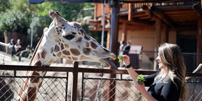 A guest hand-feeding a giraffe over a barrier at the zoo