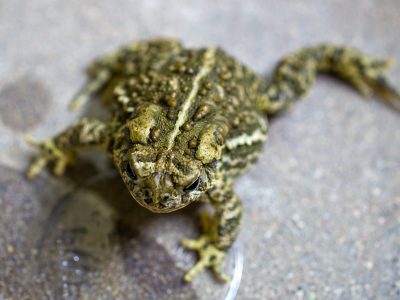 A small Wyoming toad sitting on wet ground