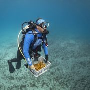 A diver working over a coral nursery structure on the reef