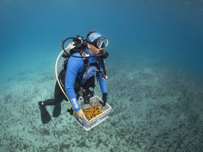 A diver working over a coral nursery structure on the reef
