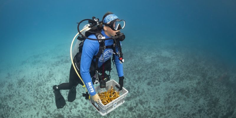A diver working over a coral nursery structure on the reef