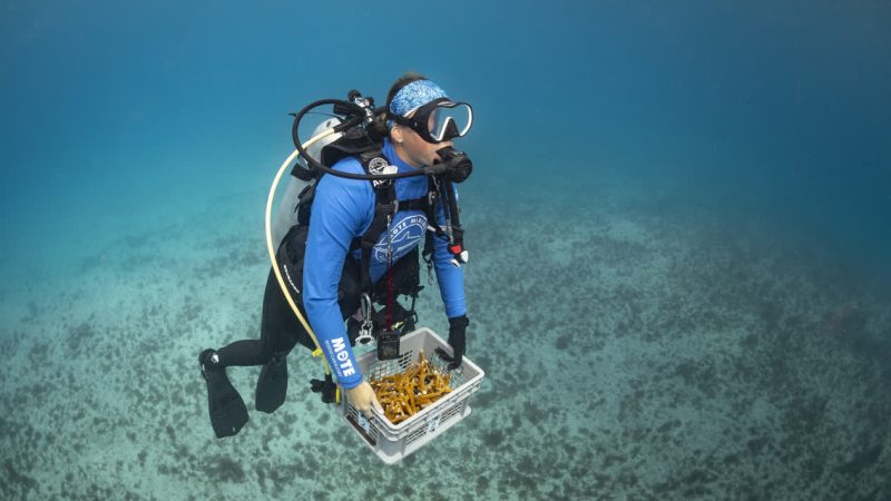 A diver working over a coral nursery structure on the reef
