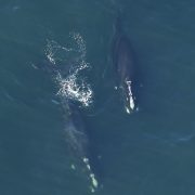 North Atlantic right whales seen from an aerial survey plane