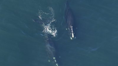 North Atlantic right whales seen from an aerial survey plane