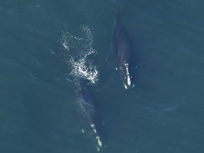 North Atlantic right whales seen from an aerial survey plane