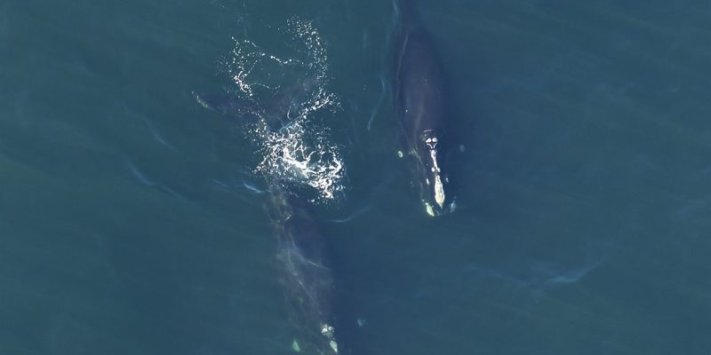 North Atlantic right whales seen from an aerial survey plane