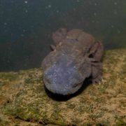 A hellbender salamander on river rock being released
