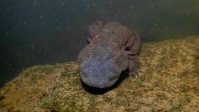 A hellbender salamander on river rock being released