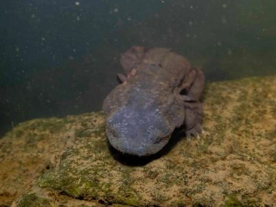 A hellbender salamander on river rock being released