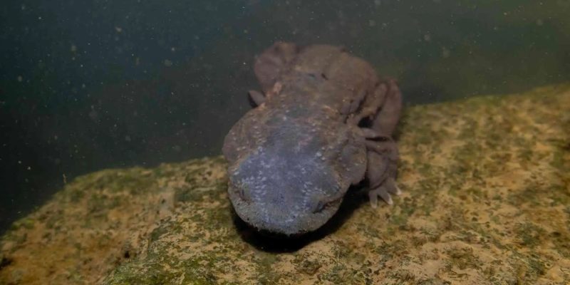 A hellbender salamander on river rock being released