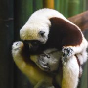An infant Coquerel's sifaka clinging to its mother