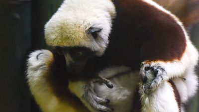 An infant Coquerel's sifaka clinging to its mother