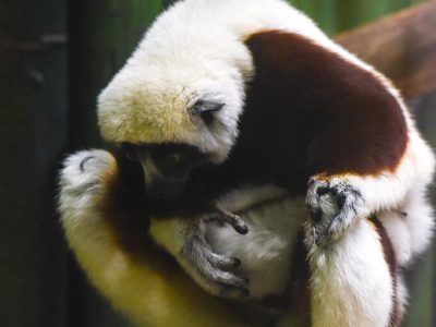 An infant Coquerel's sifaka clinging to its mother
