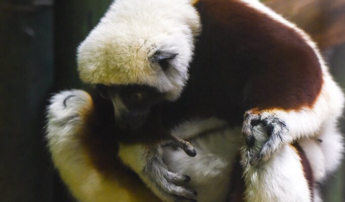 An infant Coquerel's sifaka clinging to its mother