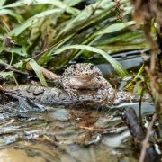 A dusky gopher frog at the edge of a pond after release
