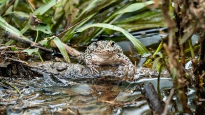A dusky gopher frog at the edge of a pond after release