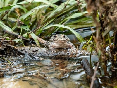 A dusky gopher frog at the edge of a pond after release