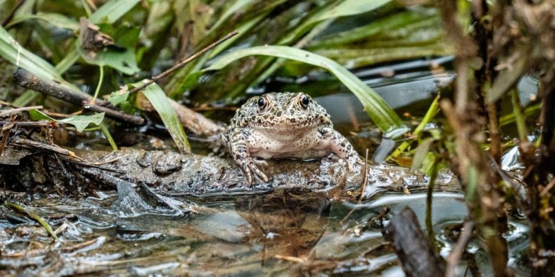 A dusky gopher frog at the edge of a pond after release