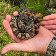A Louisiana pinesnake being placed into a burrow at the release site
