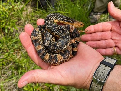 A Louisiana pinesnake being placed into a burrow at the release site
