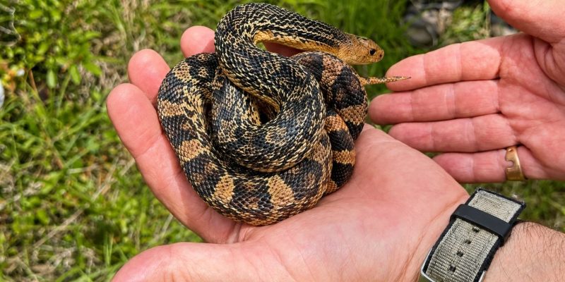 A Louisiana pinesnake being placed into a burrow at the release site