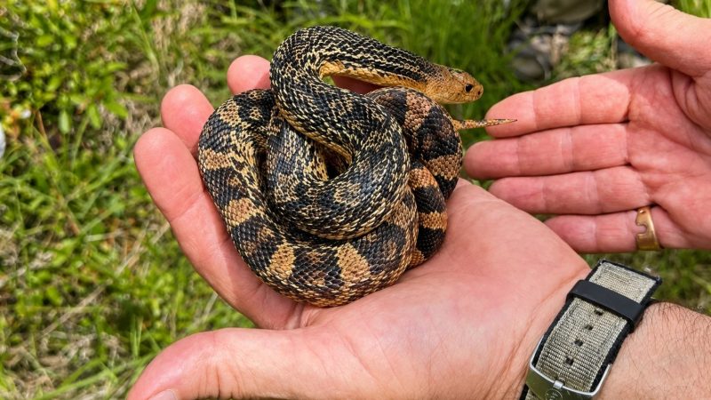 A Louisiana pinesnake being placed into a burrow at the release site