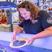 A researcher holding a mountainous star coral at a coral gene bank