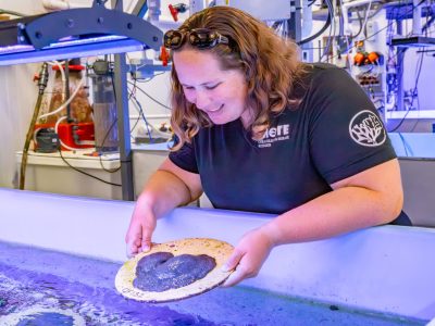 A researcher holding a mountainous star coral at a coral gene bank