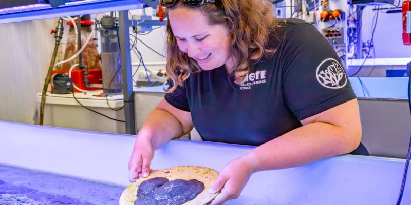 A researcher holding a mountainous star coral at a coral gene bank