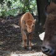 A young bison calf walking forward through grass