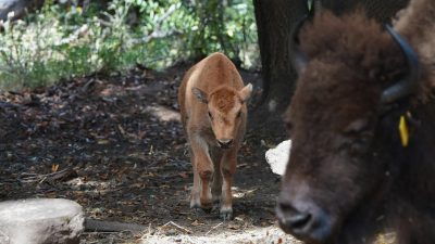 A young bison calf walking forward through grass