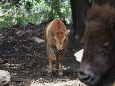 A young bison calf walking forward through grass