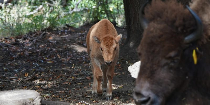 A young bison calf walking forward through grass
