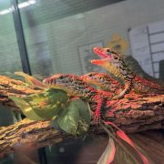 A newly hatched Komodo dragon on a branch